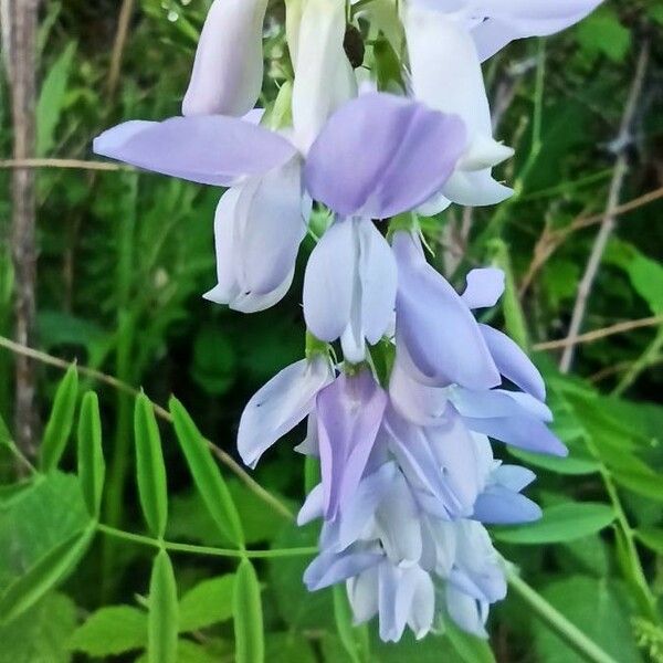 Galega officinalis Flower