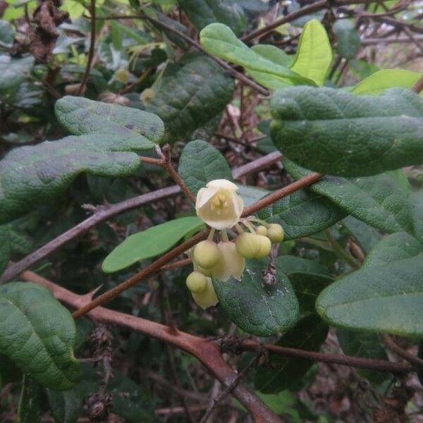 Boquila trifoliolata Flor