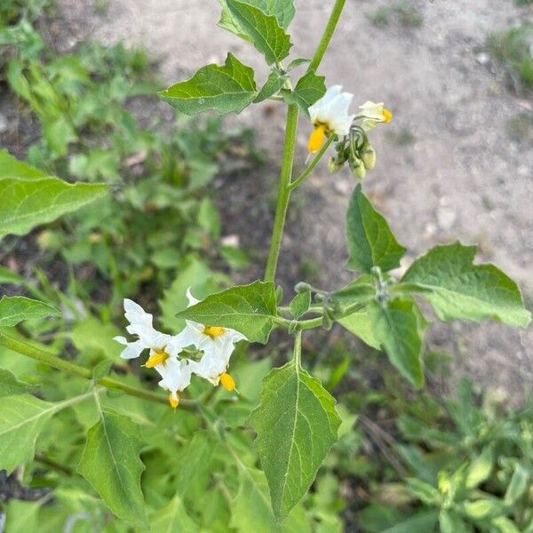 Solanum douglasii Flors