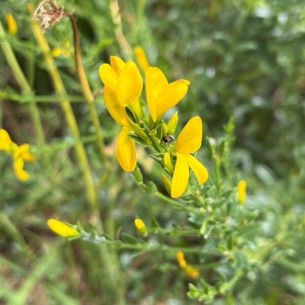 Genista tinctoria Квітка