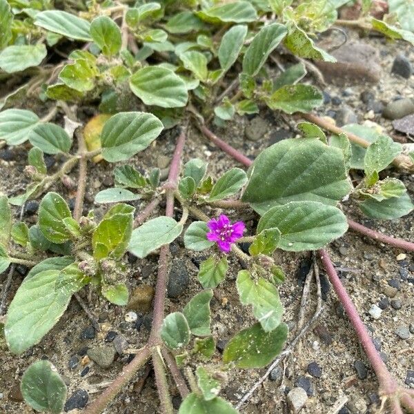 Allionia incarnata Fleur