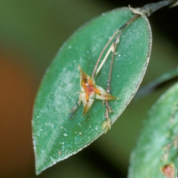 Lepanthes divaricata Flor