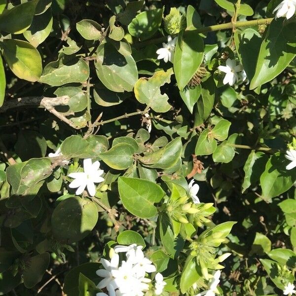 Jasminum multiflorum Leaf