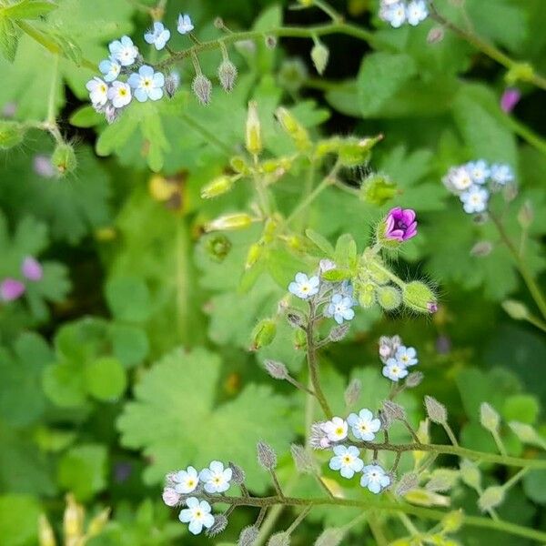 Myosotis arvensis 花