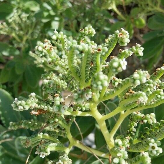 Heliotropium arboreum Flor