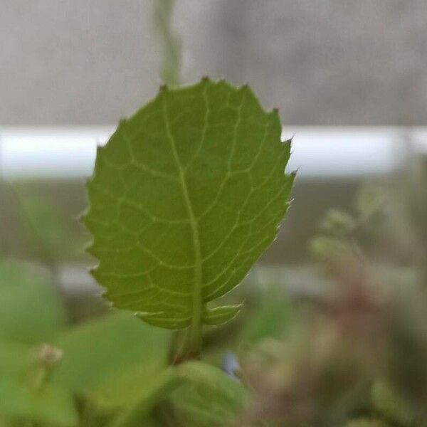 Raphanus raphanistrum Leaf