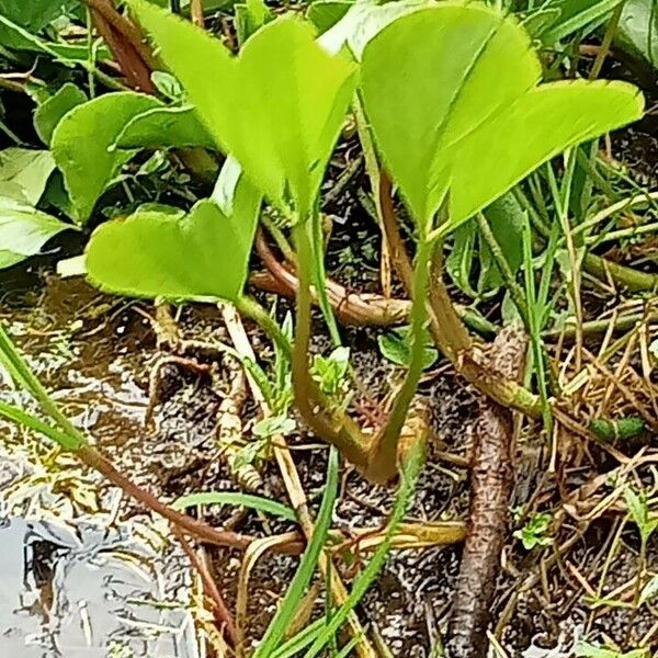 Menyanthes trifoliata Pokrój