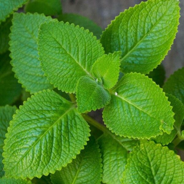 Plectranthus amboinicus Leaf