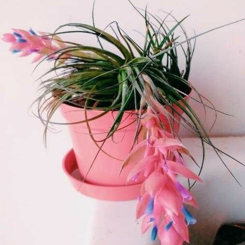 Tillandsia stricta Květ