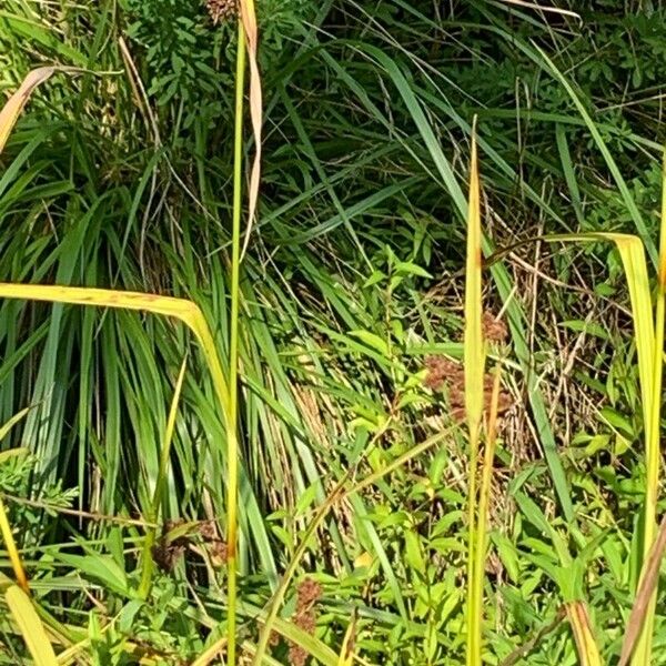 Scirpus atrovirens Leaf