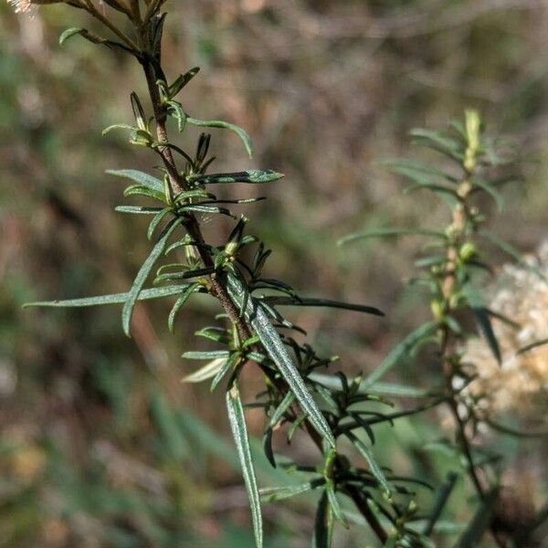 Ozothamnus diosmifolius Leaf