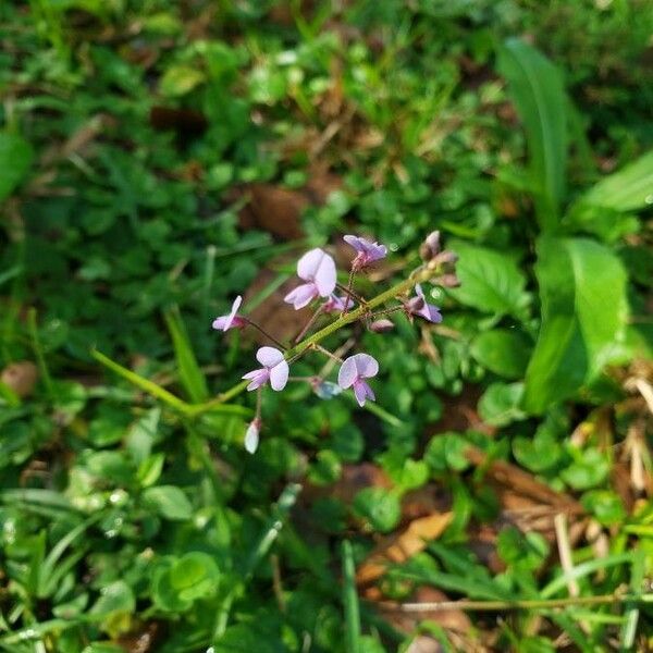 Desmodium paniculatum Květ