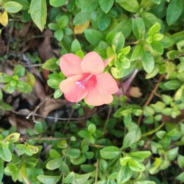 Barleria repens Blomma