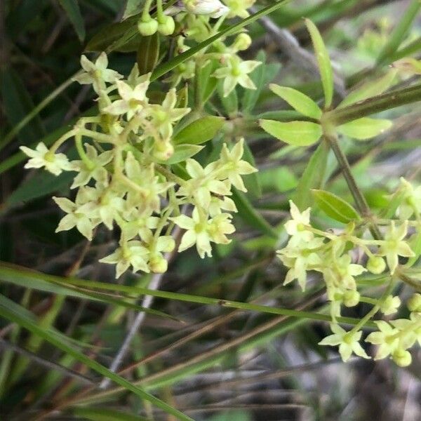 Rubia peregrina Flower