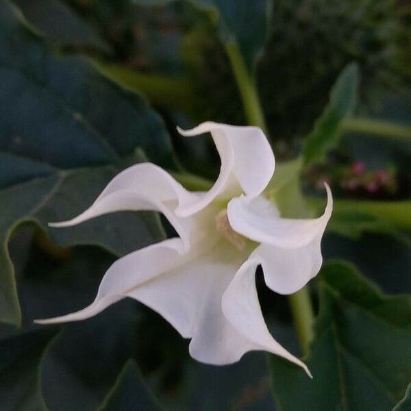 Datura stramonium Kwiat