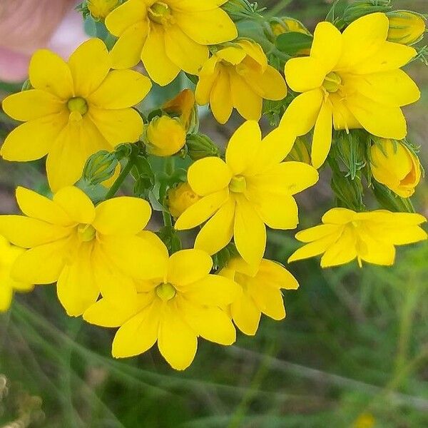 Blackstonia perfoliata 花