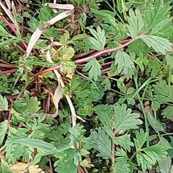 Potentilla supina Folha