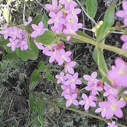 Centaurium erythraea Žiedas