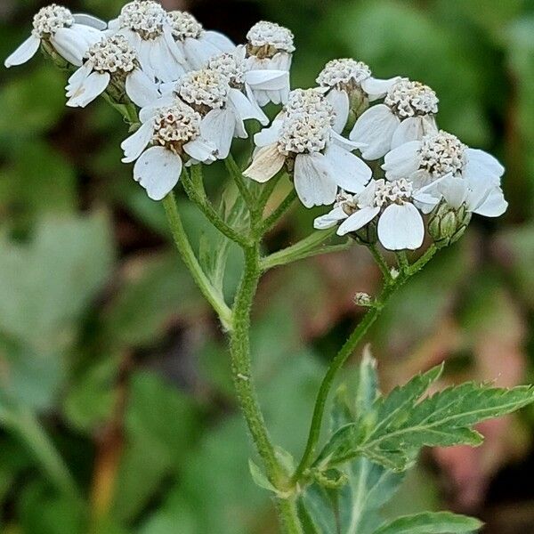 Achillea macrophylla Flors