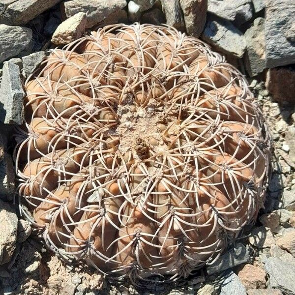 Gymnocalycium spegazzinii موطن