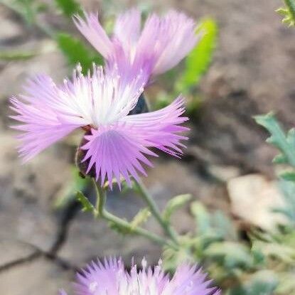 Amberboa moschata 花