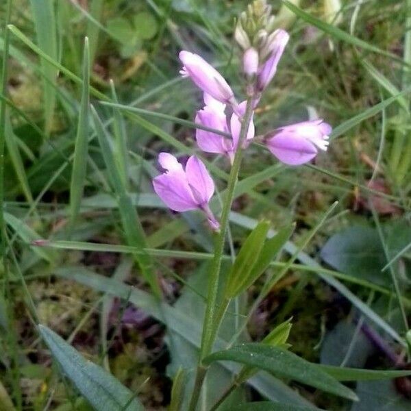 Polygala comosa Žiedas