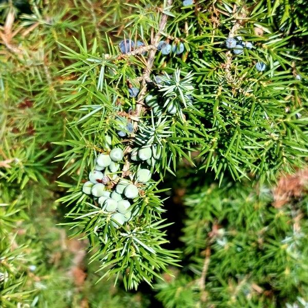 Juniperus communis Vili