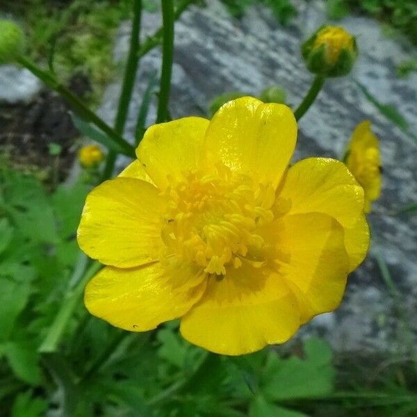 Ranunculus polyanthemos പുഷ്പം