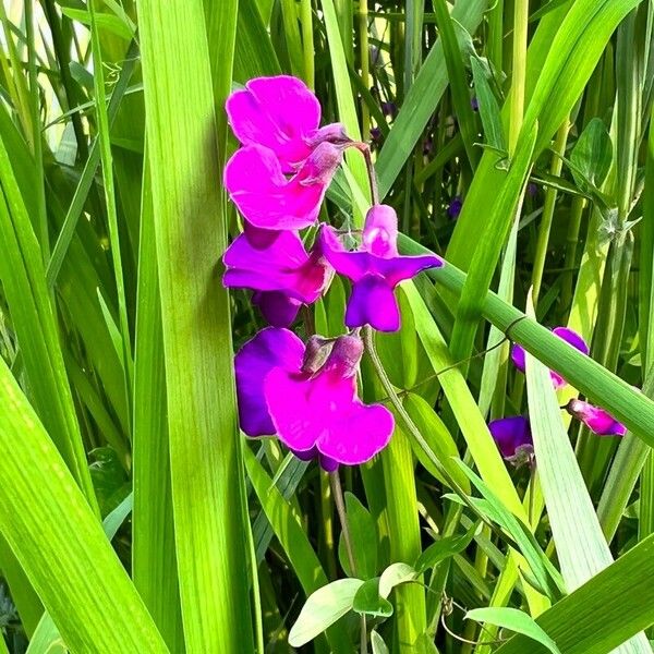 Lathyrus palustris Fiore