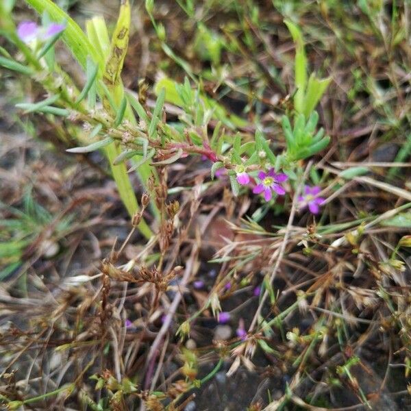 Lythrum hyssopifolia Fiore