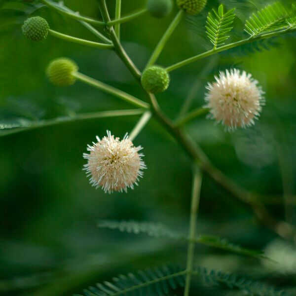 Leucaena leucocephala Flower