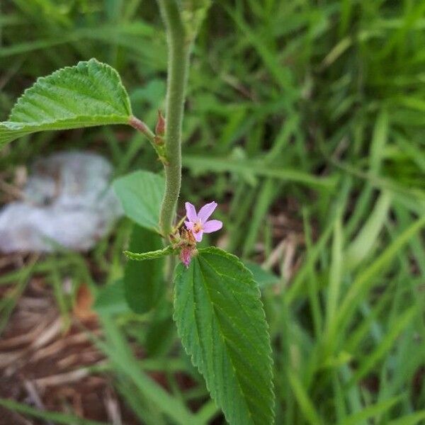 Melochia pyramidata 花