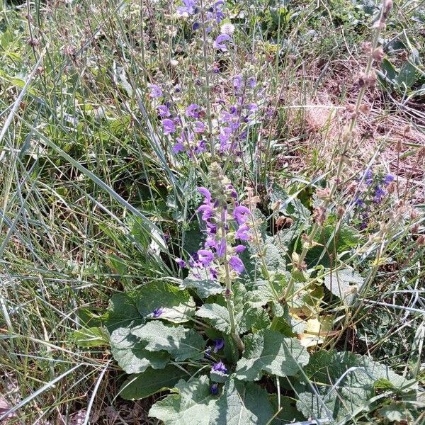 Salvia pratensis Habit