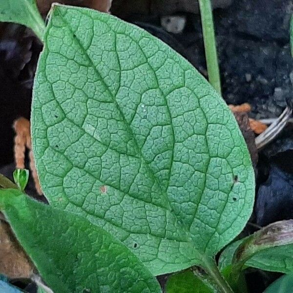 Omphalodes verna Leaf