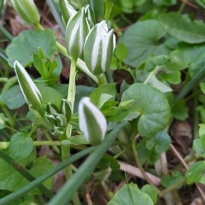 Ornithogalum divergens Lorea