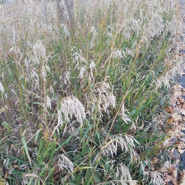 Bromus secalinus Pokrój