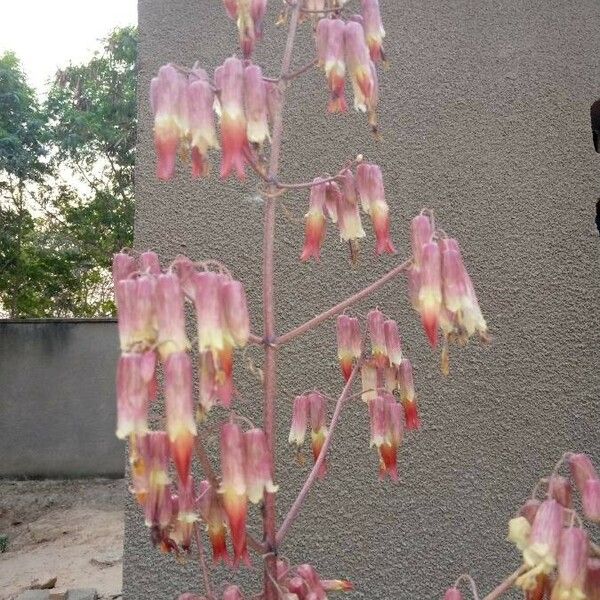 Bryophyllum pinnatum Flower