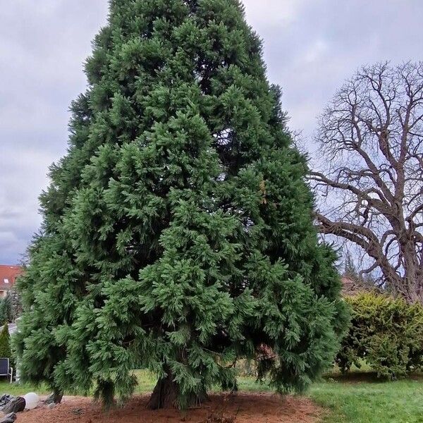 Sequoiadendron giganteum Habit