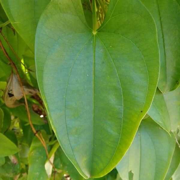 Dioscorea esculenta Leaf