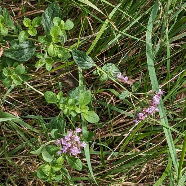 Origanum vulgare Alkat (teljes növény)