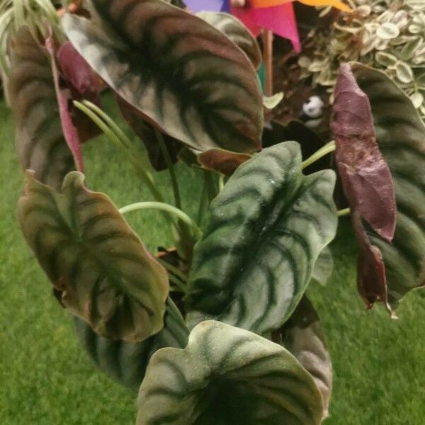 Alocasia cuprea Blatt