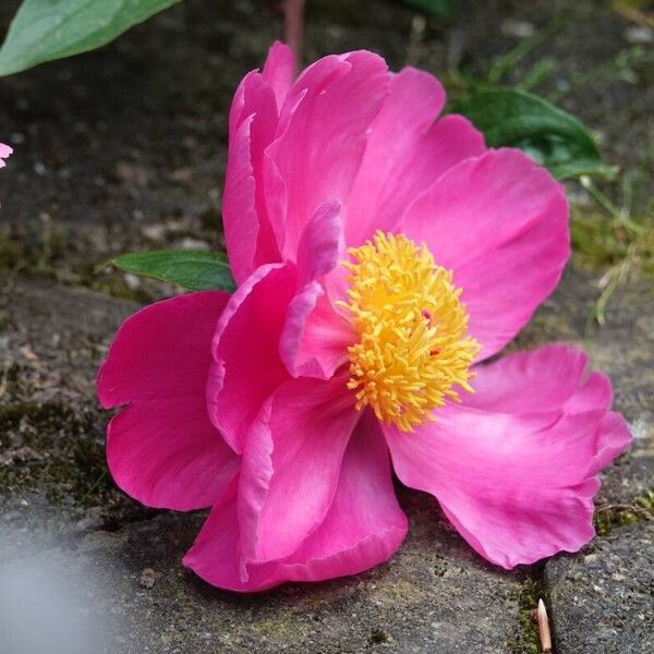 Paeonia mascula অন্যান্য