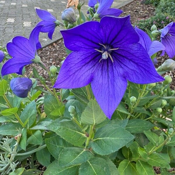 Campanula carpatica ফুল