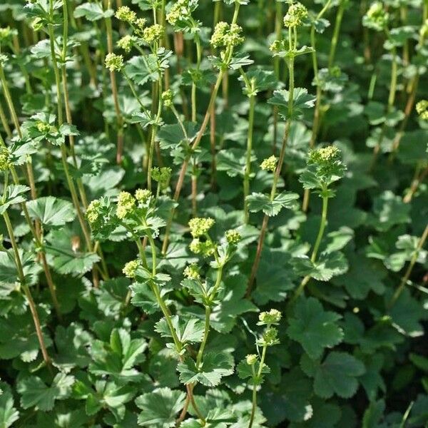 Alchemilla glaucescens Habit