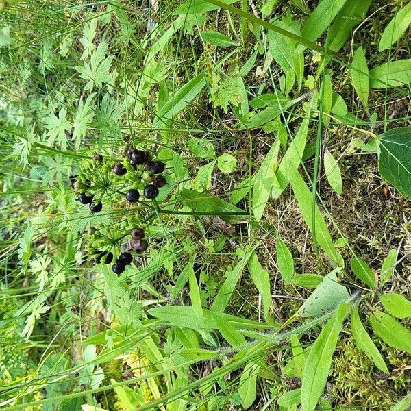 Aralia nudicaulis Habitatea