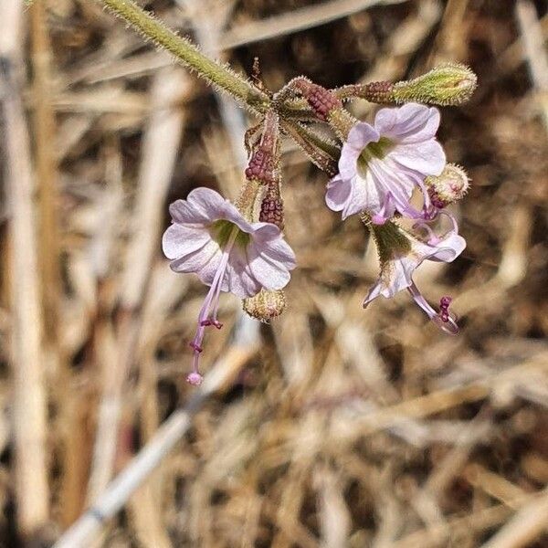 Commicarpus helenae Blomma