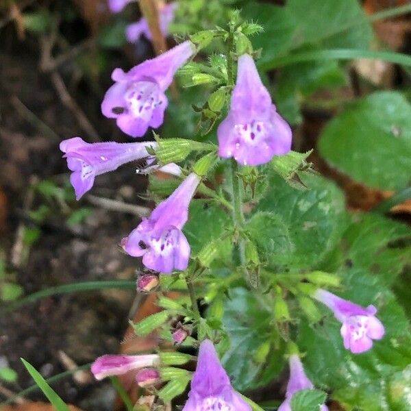 Clinopodium nepeta Blodyn