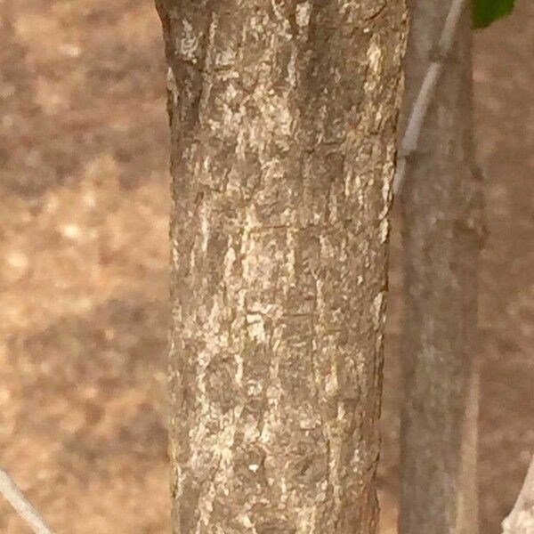 Kraussia floribunda Bark