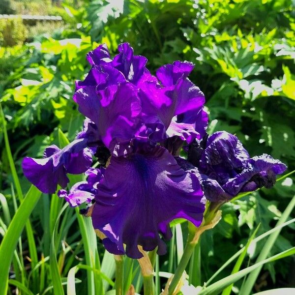 Iris × germanica Bloem