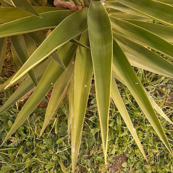 Agave sisalana 叶